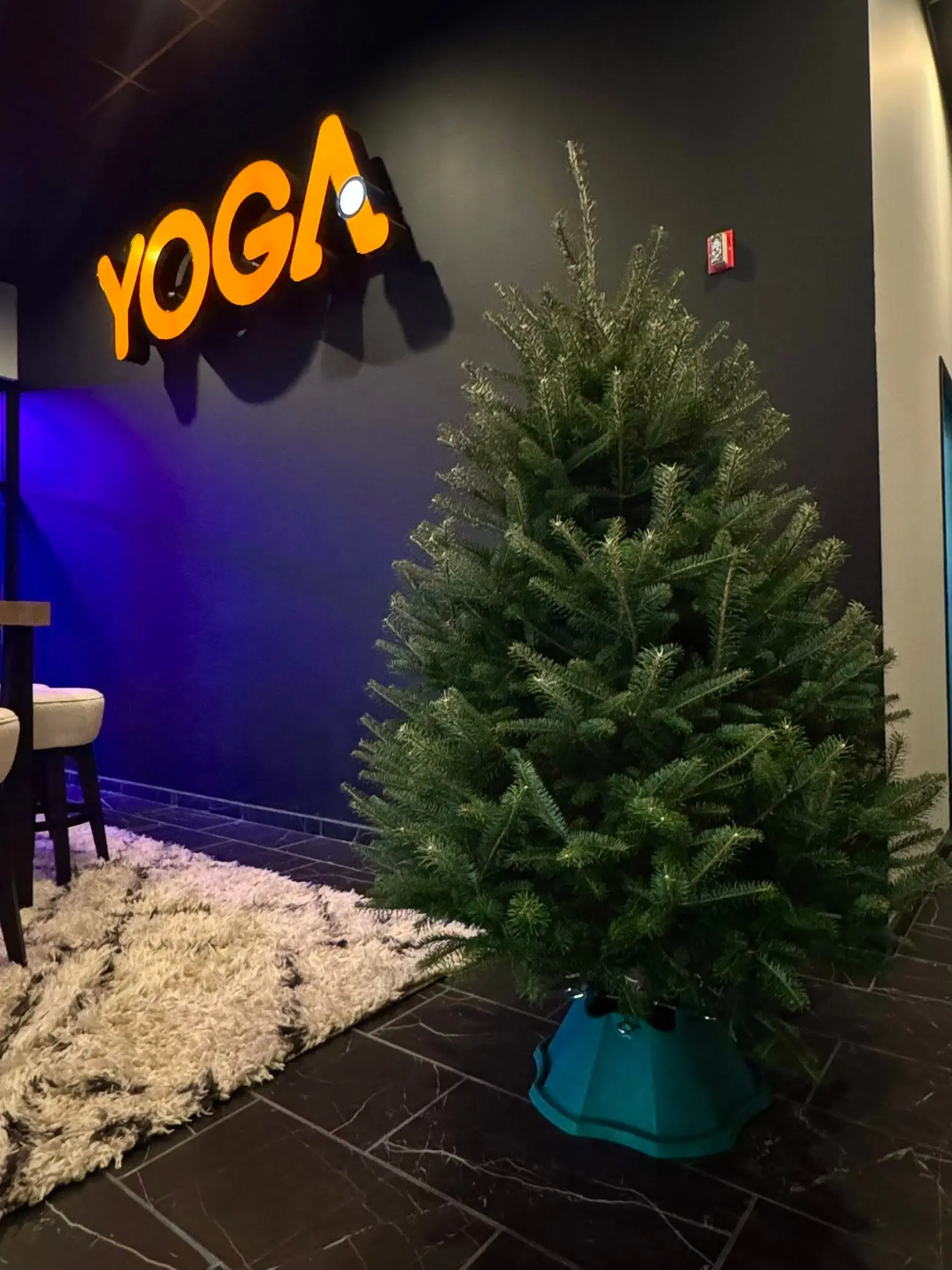 Fresh Christmas tree set up in a studio lobby