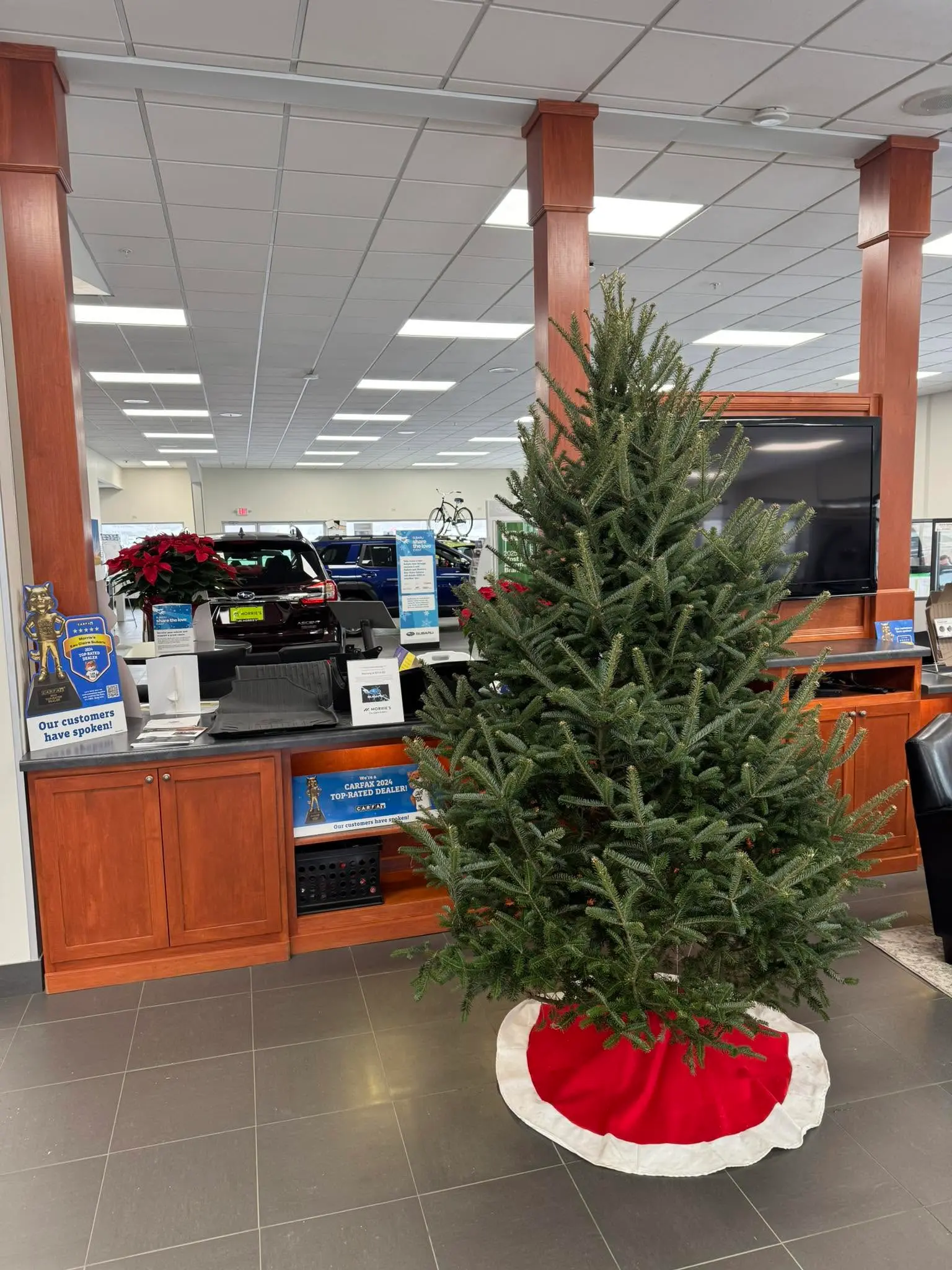 Fresh Christmas tree with a red skirt in a business showroom