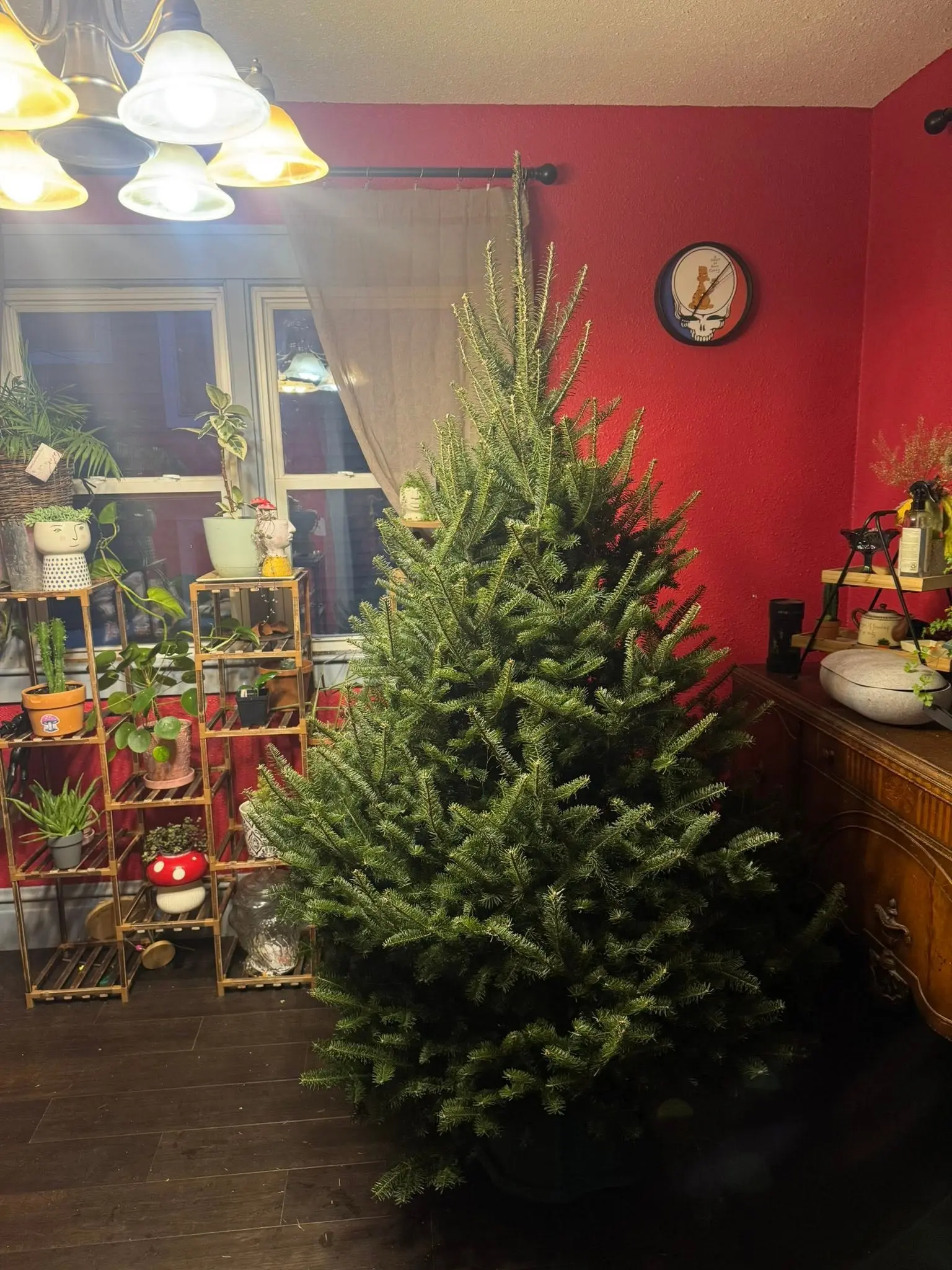 Fresh Christmas tree in a living room with a deep red wall